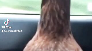 Animated Chicken: Road Trippin'!