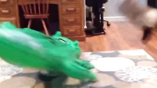Funny cats | best selections