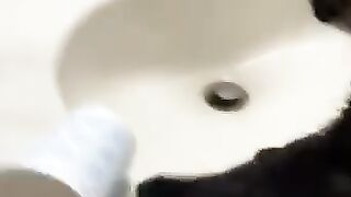 funny cats / dogs video