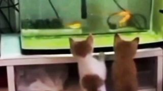 Kucing dan ikan