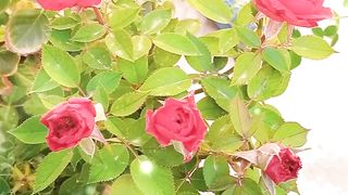 How to grow rose plant in a pot