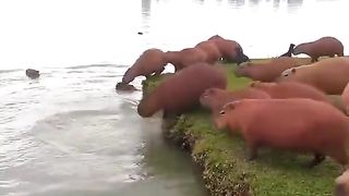 baras jumping into a lake in Brazil