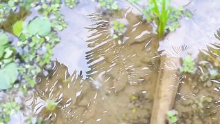 Mancing belut di sawah