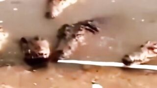 Buaya rebutan makanan