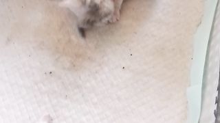 kitten