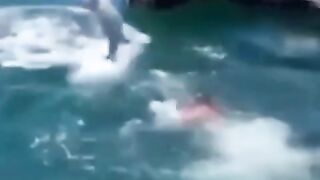 ???????? Animals Videos ????????...
