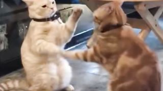 Playing cats.
