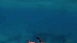 Swimming crab.