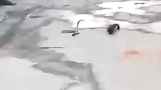 Cobra vs weasel