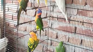 Parrots 4