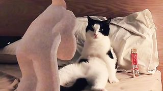Cat funny 8