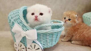 Очень милое очень милое милое видео с котятами
