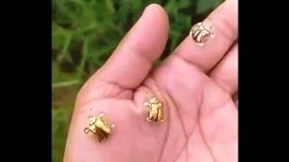 The Charidotella Beetle is a distributed insect in North America