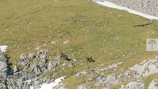 Кадры полные драматизма. Нападение беркута на горного козла.
