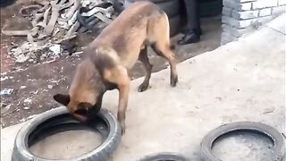 Smarty Dog