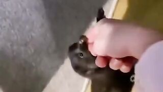 Хозяйка, нам пора купаться!