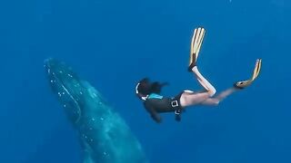 Вот, на что Способно Самое Опасное Животное Океана