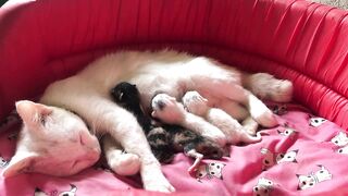 Красивая вещь, чтобы увидеть || Мама-кошка кормит своих красивых котят