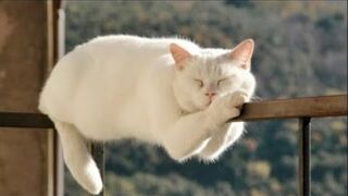 ???? Коты против логики! ???? Подборка смешных котов и котят