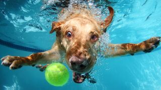 Funny animals