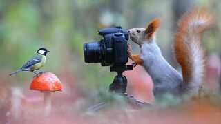 Funny animals part 3