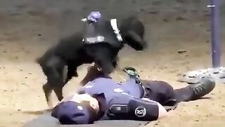 Training With a Dog Trained in Cardiopulmonary Resuscitation