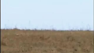 Умные лошади(описание под видео)