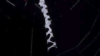 Аргиопа.Паутинные украшения пауков-аргиопов давно представляют собой загадку.