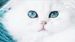 Прикольное видео котята такие милые котята Эксклюзив