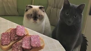 ВСМЫСЛЕ это не нам бутеры!? Смешные животные????Приколы про собак и кошек