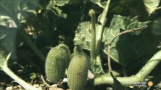 Бешеный огурец (Ecballium elaterium)