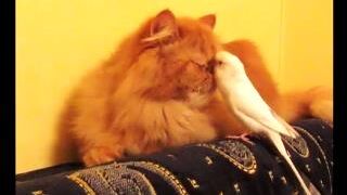 Cute Pets