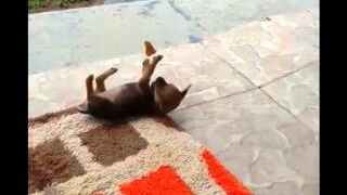 Butterfly Playing with Puppy
