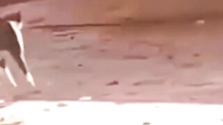 Funny vidéo cats