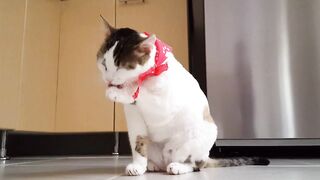 Sweet cat is licking paws
