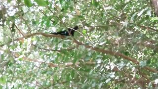 beautifull bird koail awaaz