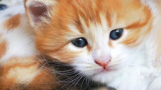 Adorable Kittens