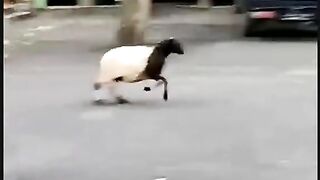 cute animal 2