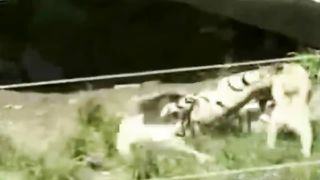 Will Kangal be able to kill the tiger? Kangal vs tiger, lion and Jaguar!