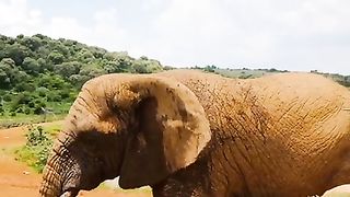 elephant videos