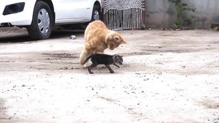 New born kitten was following a cat around, hoping for a mother's affection