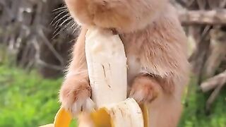 Bastard eating banana