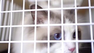 Have you ever seen a cat with such pretty blue eyes?????????✂️❤️