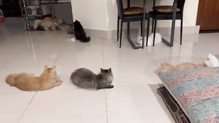 7 Playful Cats Chase the Ultimate Red Dot Adventure! #catchase #lazerfrenzy #catfamily