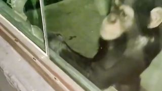 Monkey 11