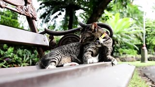 The Top 10 Most Expensive Cats in the World || Filthy Rich