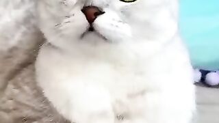 Cara ngelabui kucing????