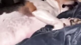 Funny pets ???? 2