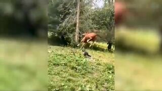Les animaux les plus intelligent ????????????????????????????