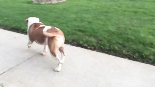 Pit Bull patiently waits in line for ice cream